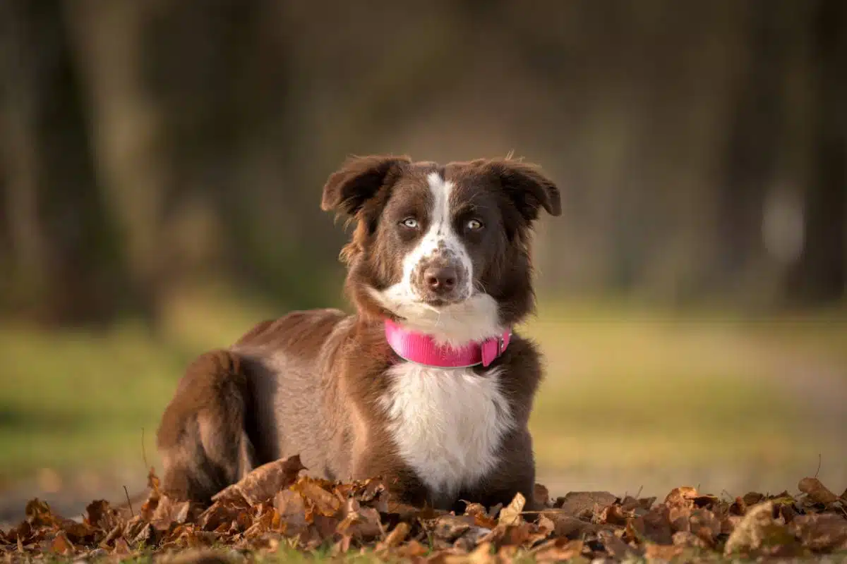 collier personnalisé pour chien