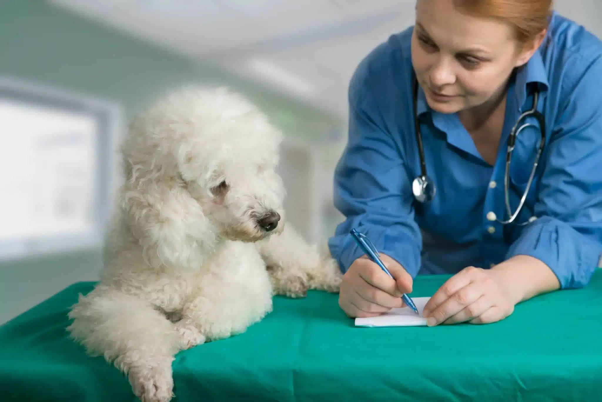clinique et cabinet vétérinaires